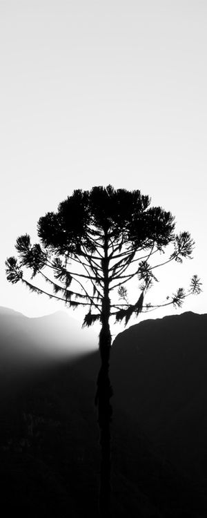 ARAUCARIA DE ORLEANS 2