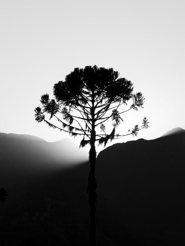 ARAUCARIA DE ORLEANS 3