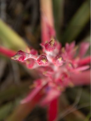 FLOR DE MACAMBIRA FUNDO DESFOCADO