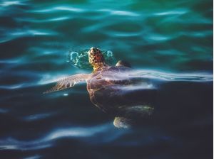 SUPERFÍCIE DE RESPIRO