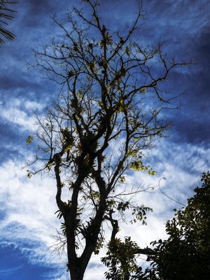 ARVORE DA NUVENS