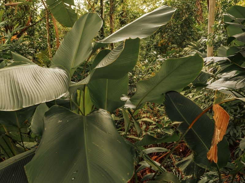 SELVA VERDE