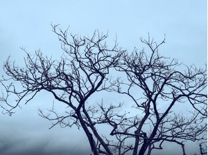 ÁRBOL I