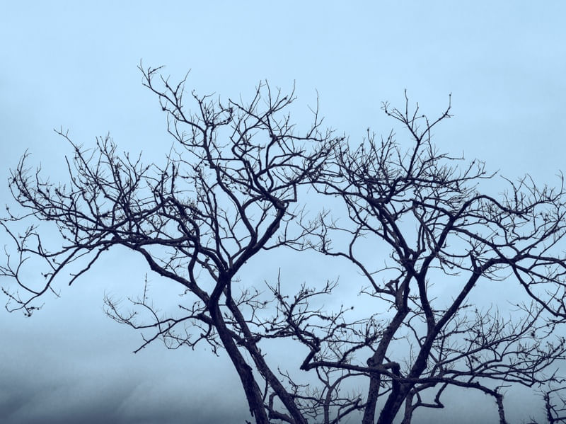 ÁRBOL I