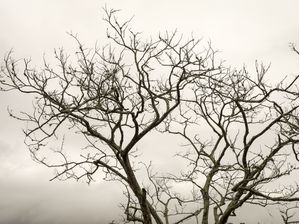 ÁRBOL II