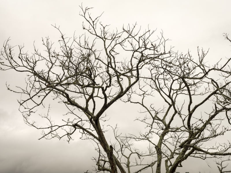 ÁRBOL II