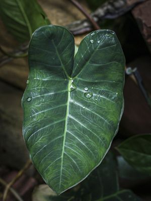 FOLHAS VERDES COM AGUA