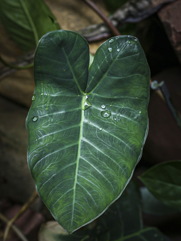FOLHAS VERDES COM AGUA