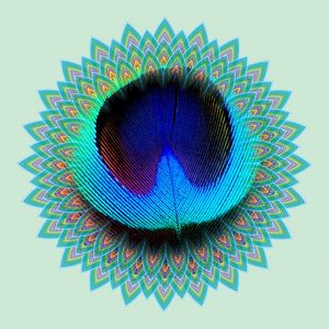 PEACOCK III