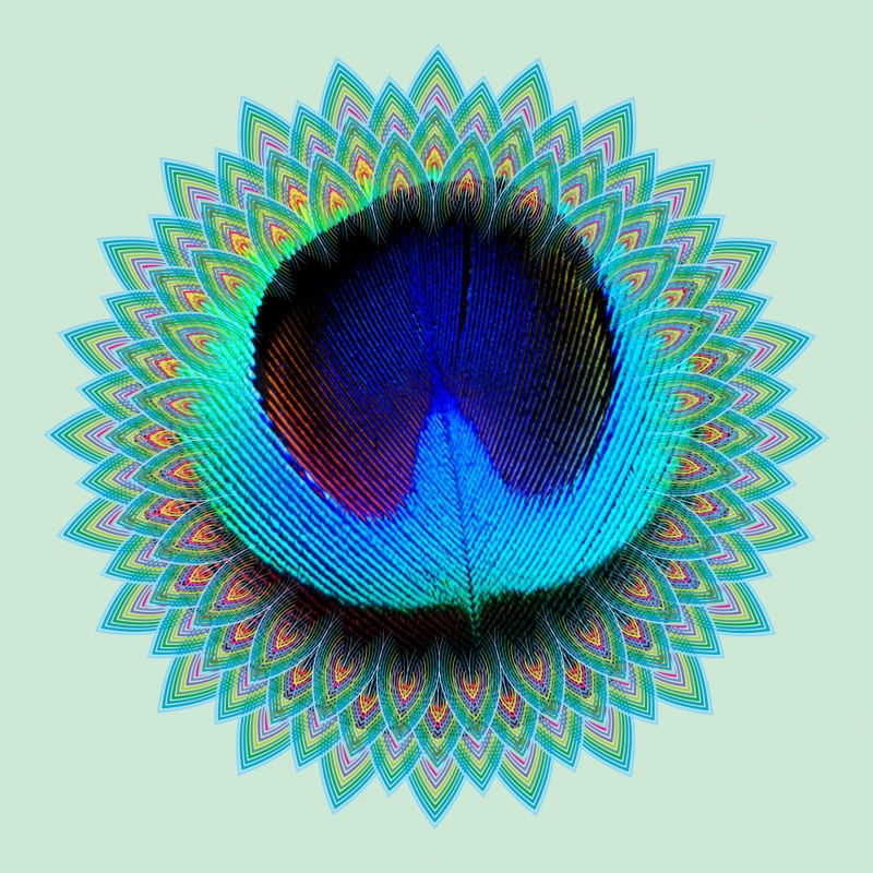 PEACOCK III