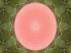 STAR DISC