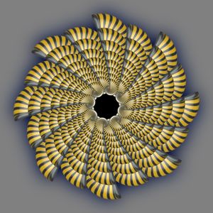 SEA SHELL