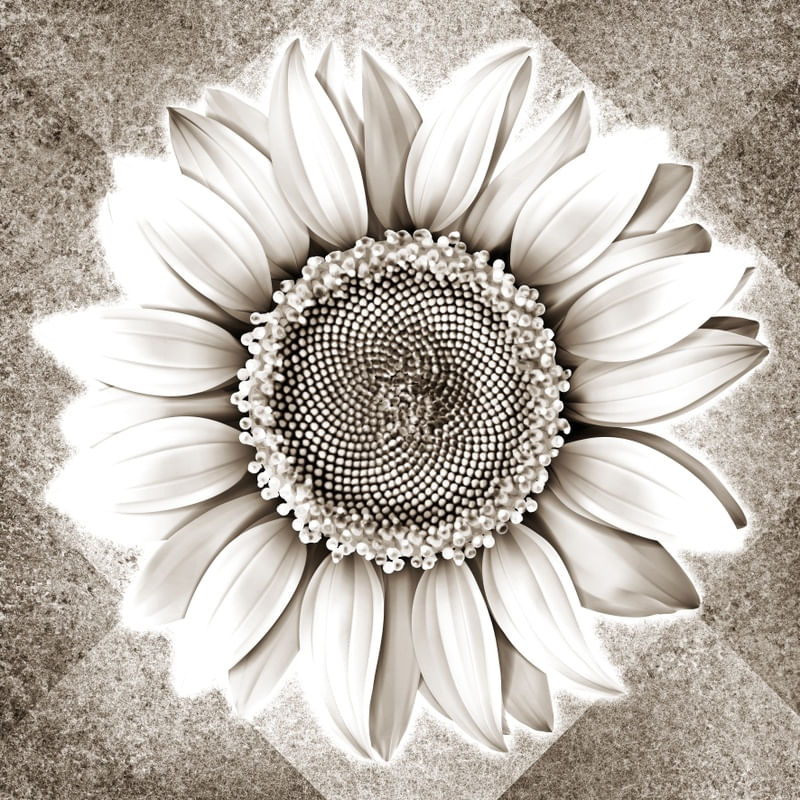 SUNFLOWER BW