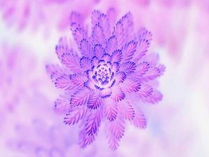 NATUREZA ROSA
