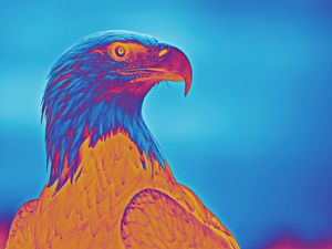 EAGLE EYE