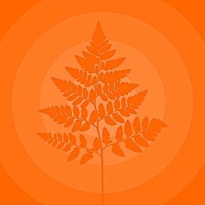 OUR SEEDS - ORANGE