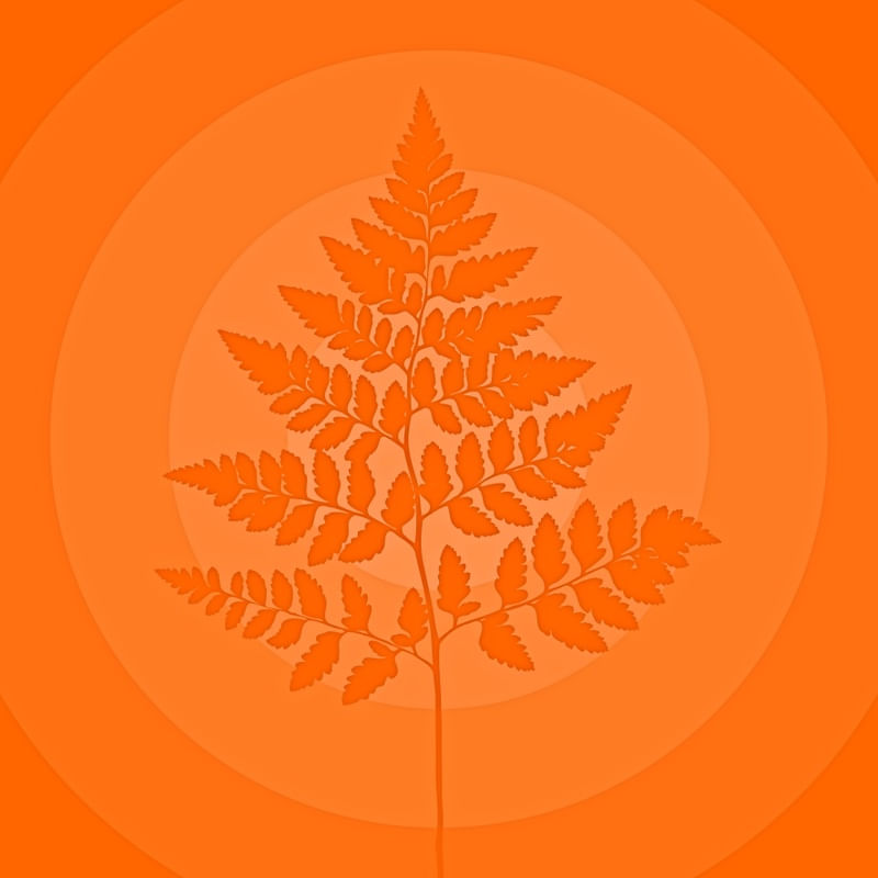 OUR SEEDS - ORANGE