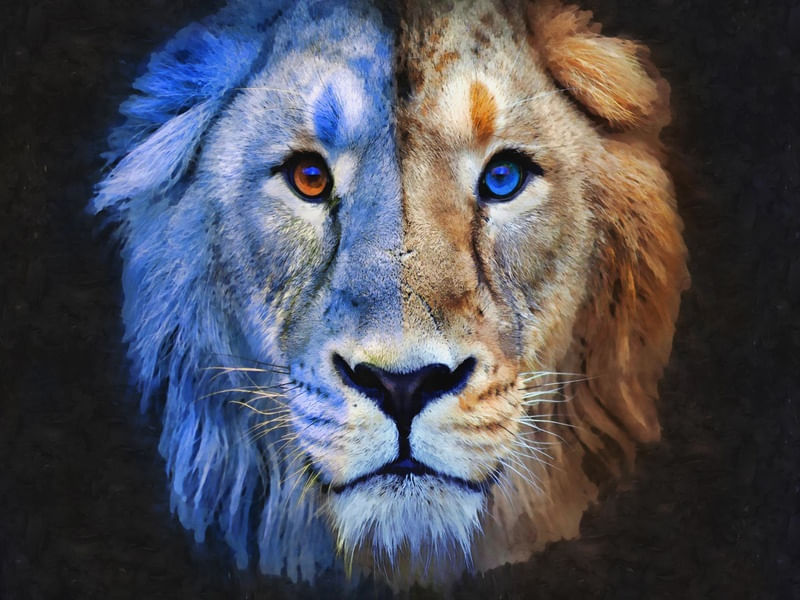 QUIMERA LION