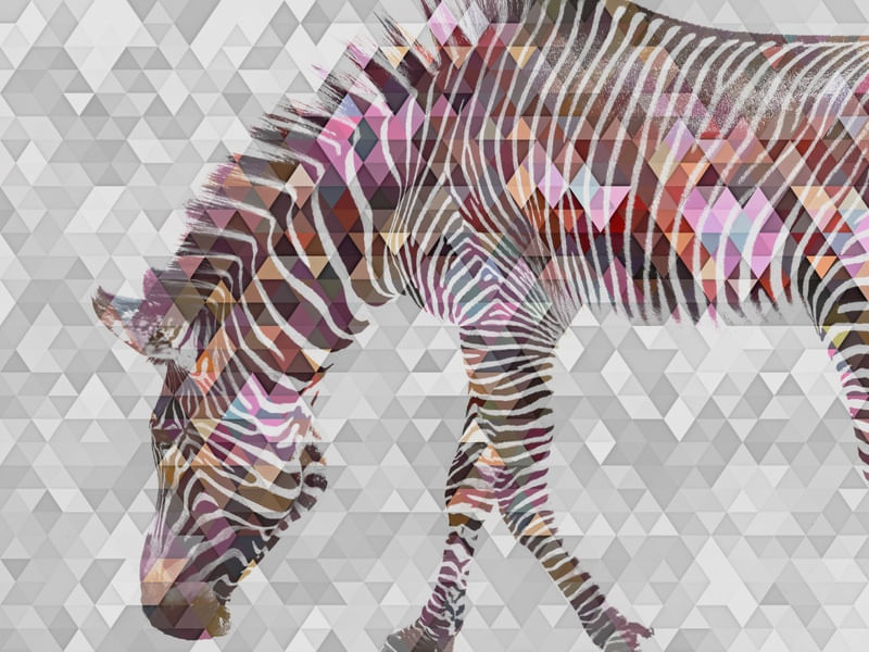 WILD LIFE AND COLORS
