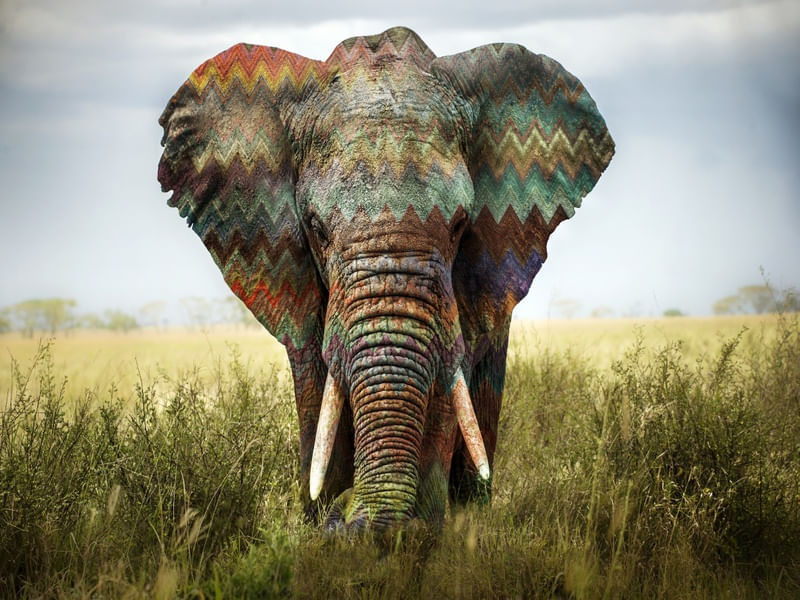ELEFANTE CHEVRON