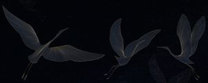 GOLDEN BIRDS
