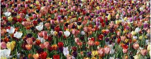 TULIP FIELD