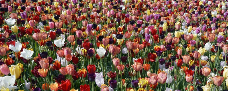 TULIP FIELD
