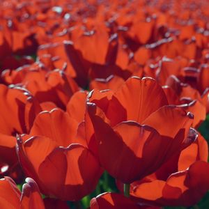 A LOT OF RED