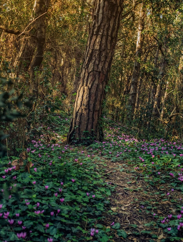 FLORES DA FLORESTA