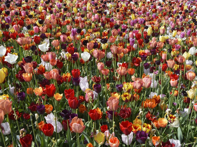 TULIP FIELD 2