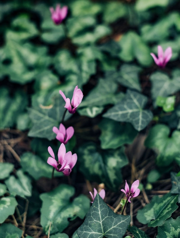 FLORES DA FLORESTA III