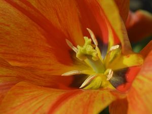 ORANGE TULIP