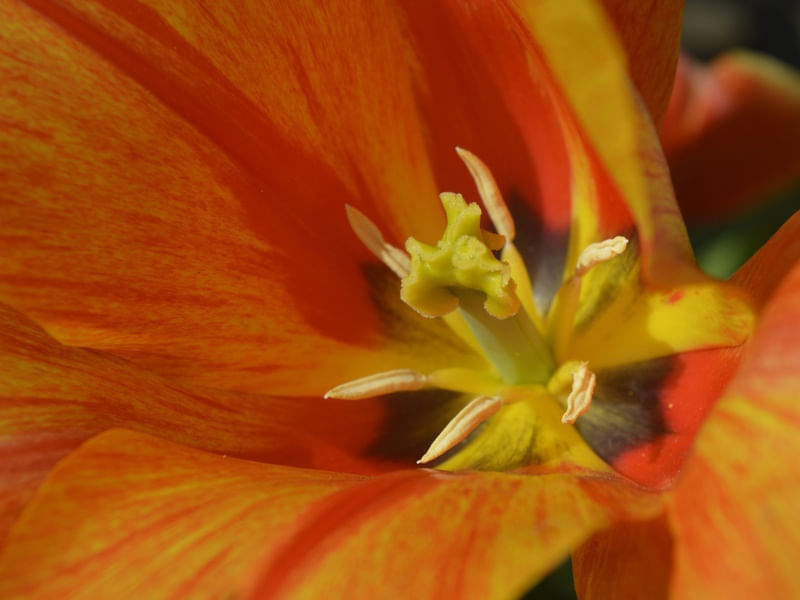 ORANGE TULIP