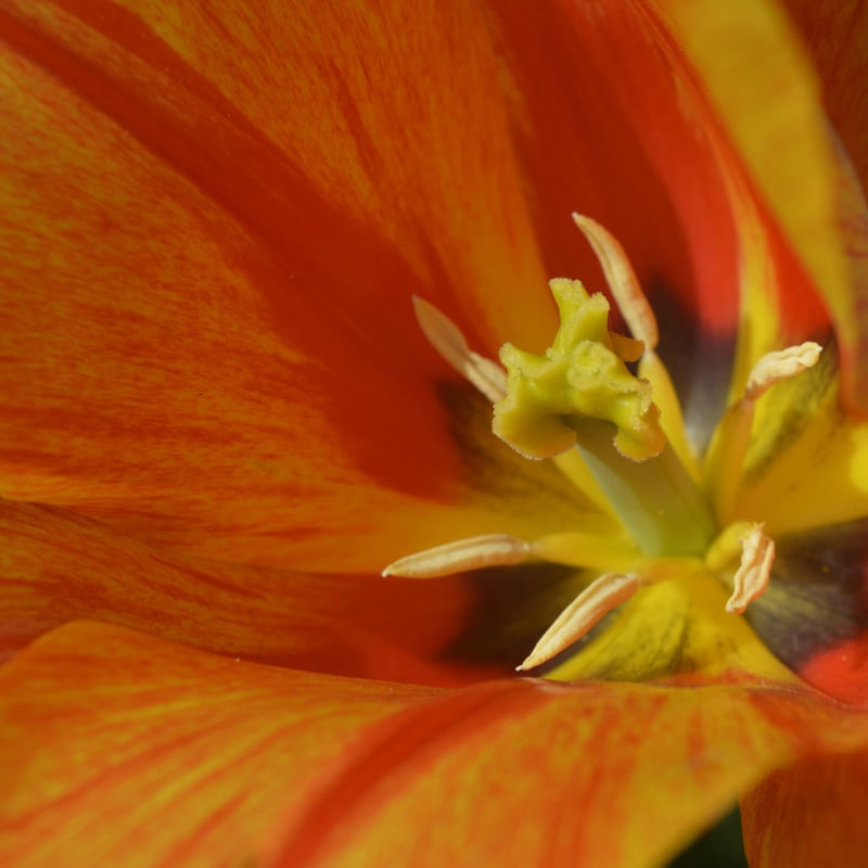 ORANGE CLOSE UP