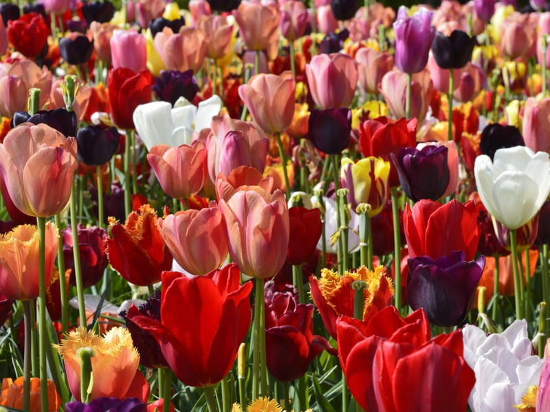 TULIP FIELD 1