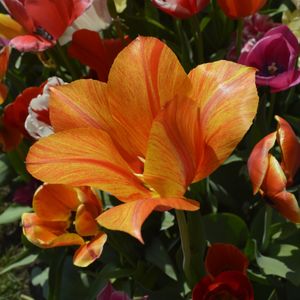 FULL ORANGE