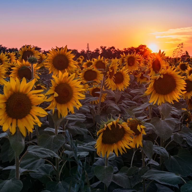 GIRASSÓIS DA TOSCANA