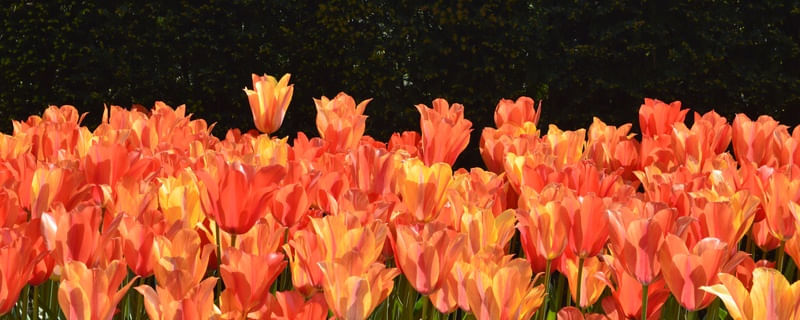 ORANGE AND BLACK