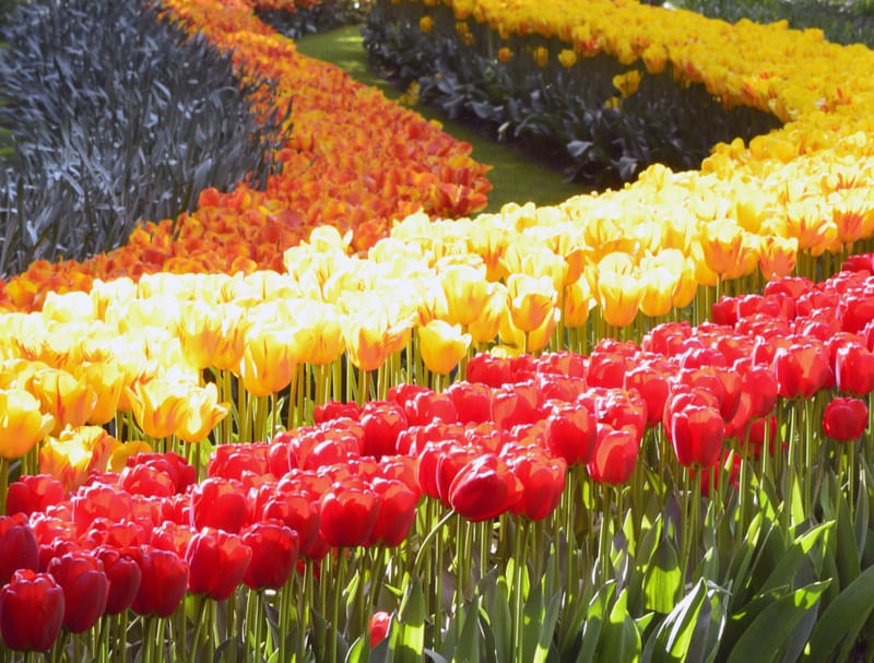 HOT TULIPS