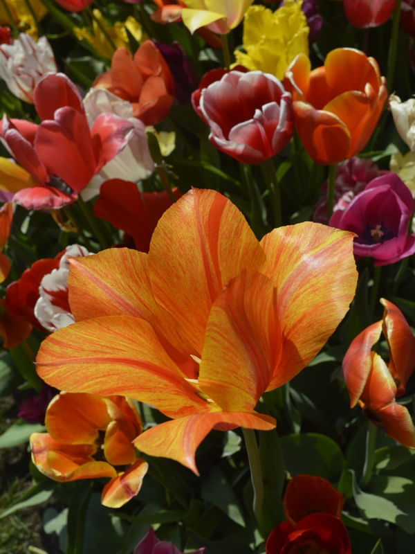FOCUS ON ORANGE