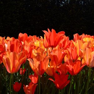 ORANGE AND BLACK 2