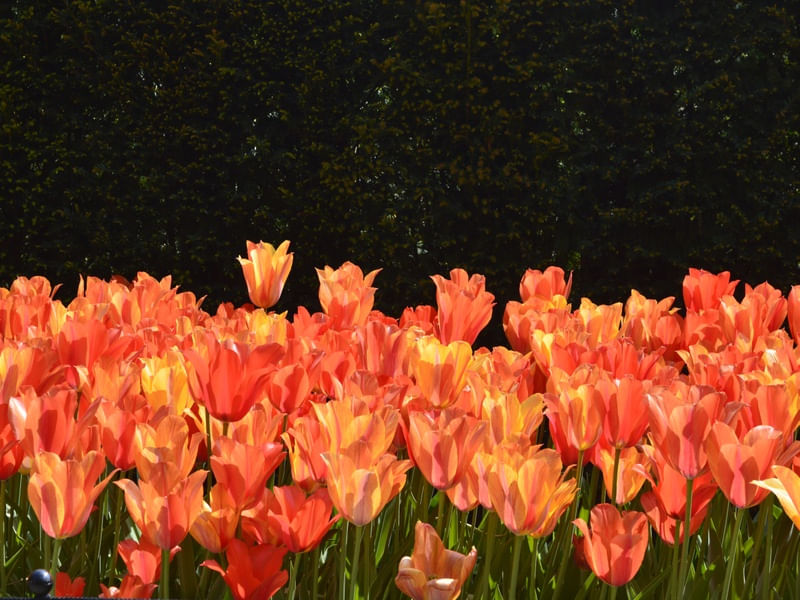 ORANGE AND BLACK 3