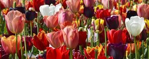 TULIP FIELD 4