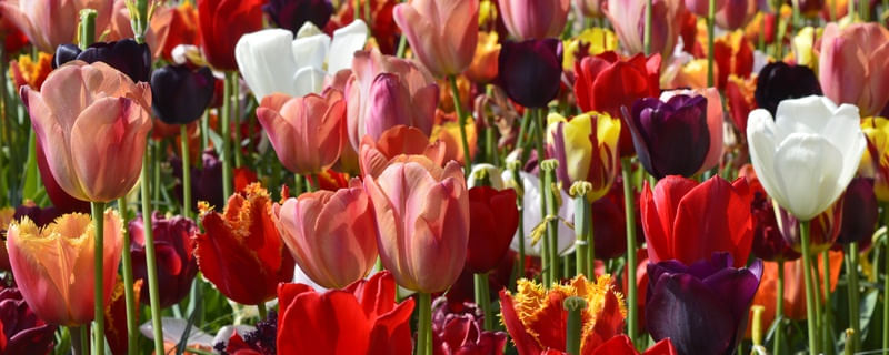 TULIP FIELD 4