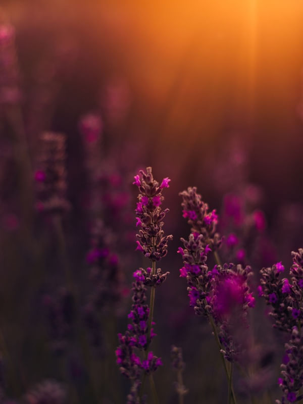 LAVANDA AO PÔR DO SOL