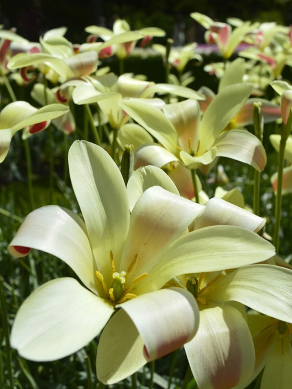 PALE YELLOW