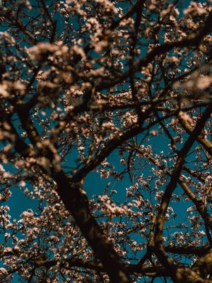 FLOR DE CEREJEIRA NAS CORES DE UM FILME 4