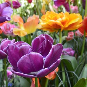 PURPLE AND ORANGE