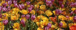 PURPLE AND YELLOW
