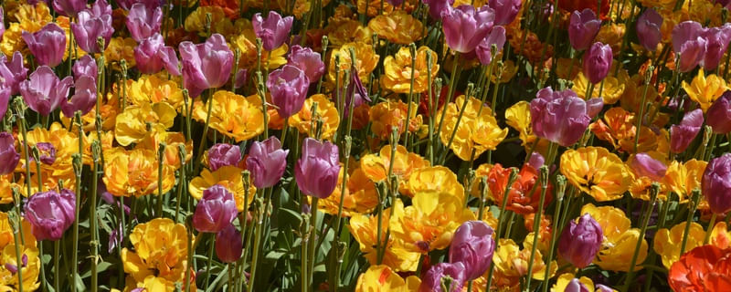 PURPLE AND YELLOW